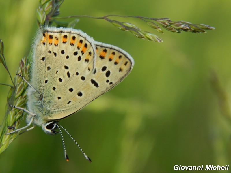 La prime Lycaena